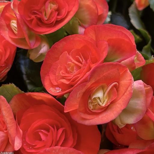 Из истоков минус Gloomy Cate Drip