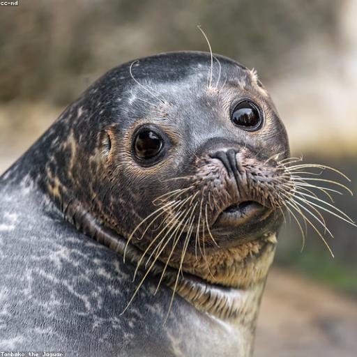 О ма гат минус Senshery My Dreams 120 bpm, Am