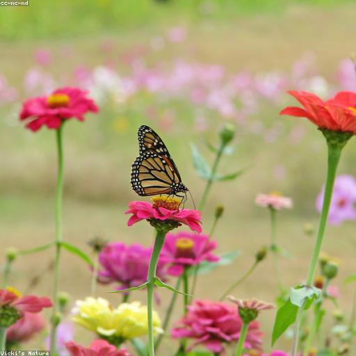 Летний минус Black Joint koren'!